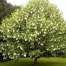 DAVIDIA INVOLUCRATA